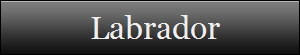 Labrador